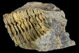 Fossil Calymene Trilobite Nodule - Morocco #106630-2